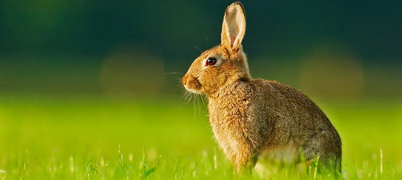 绿色草地小兔子海报背景素材
