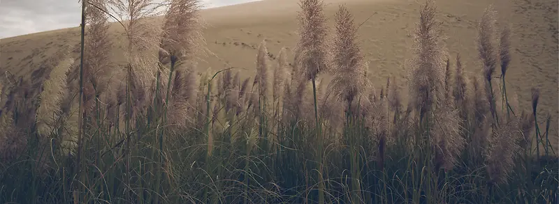 芦苇背景