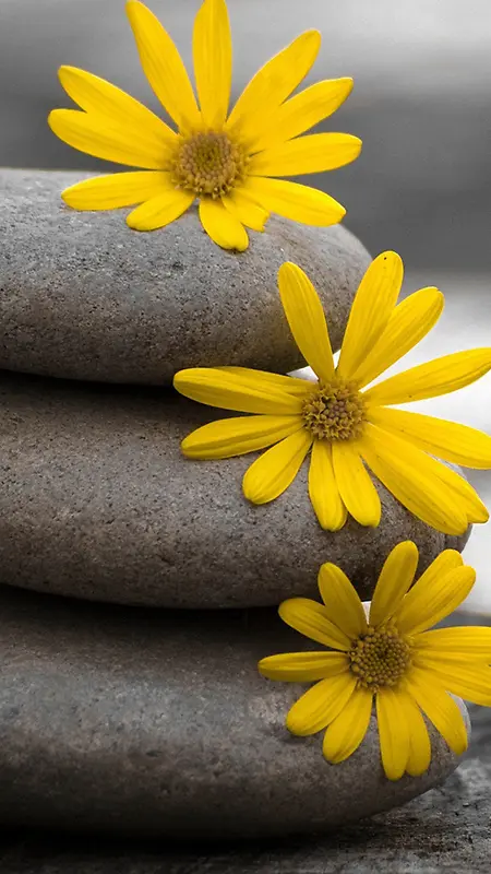 石头与三朵黄花图片