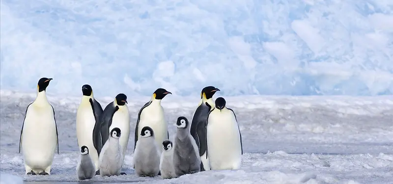 北极企鹅家用电器背景