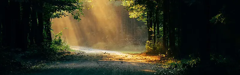 森林阳光小路背景