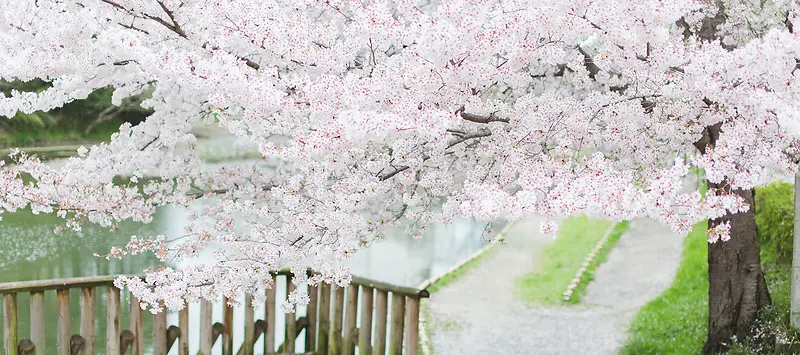 日系樱花淘宝女装背景