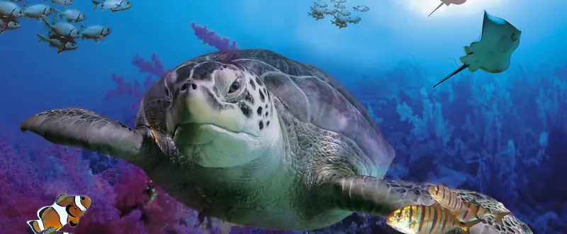 海龟海底背景图