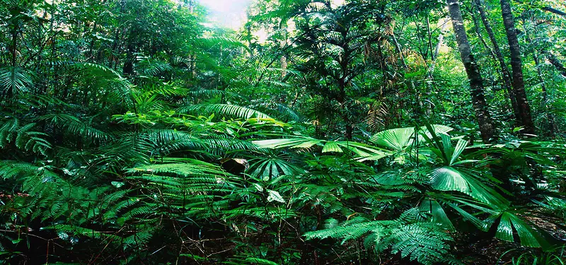 绿色树林植物背景