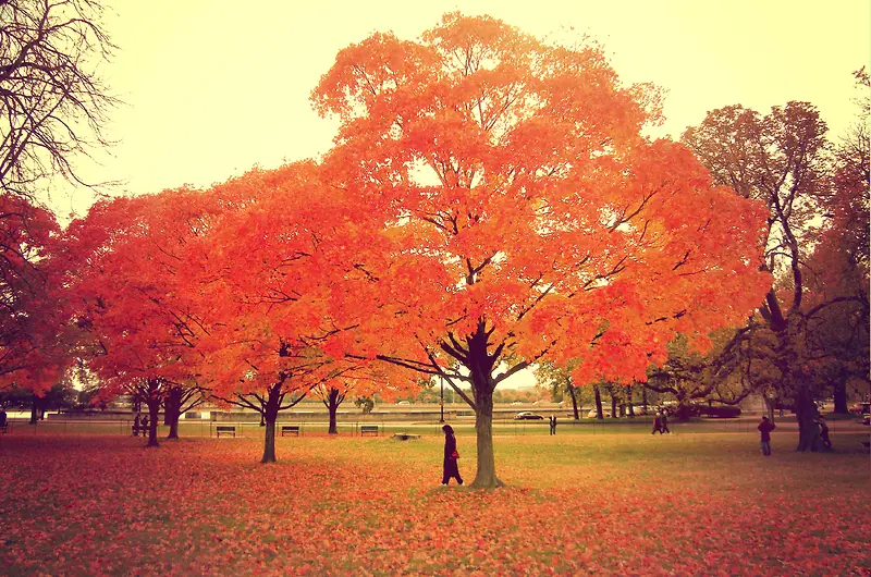 秋天枫树背景图