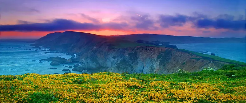 山坡菊花背景