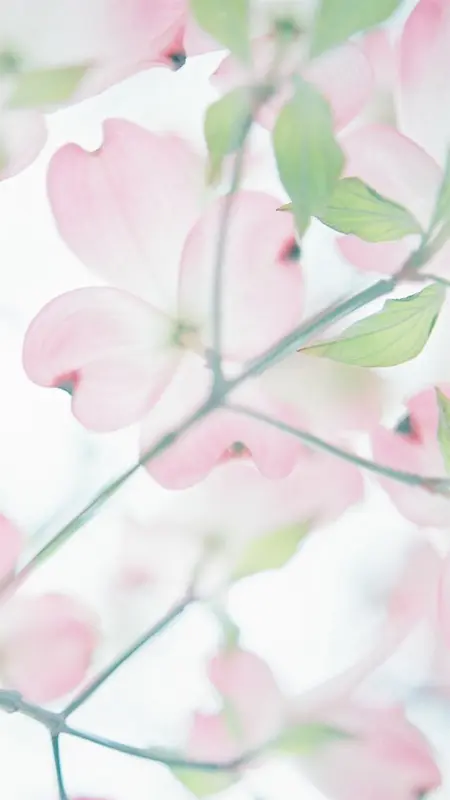 粉色花朵H5背景
