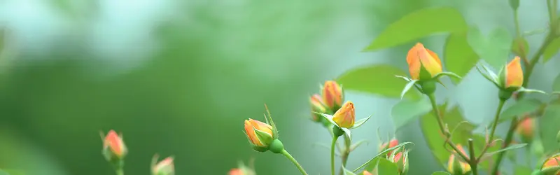 摄影清新花朵背景