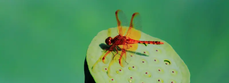 秋日红蜻蜓摄影背景