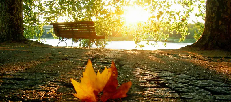 秋季枫叶小路长椅背景