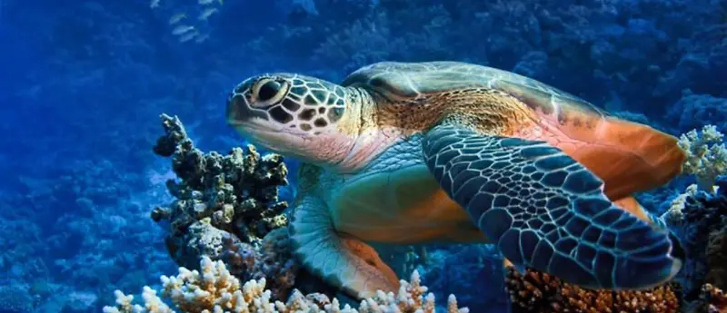 海龟水下背景图