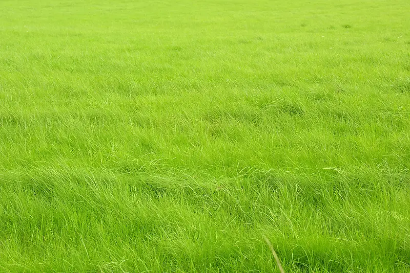 清新绿色草坪风景平面广告