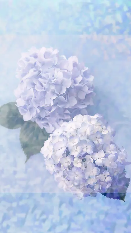 紫色花朵浪漫梦幻背景素材