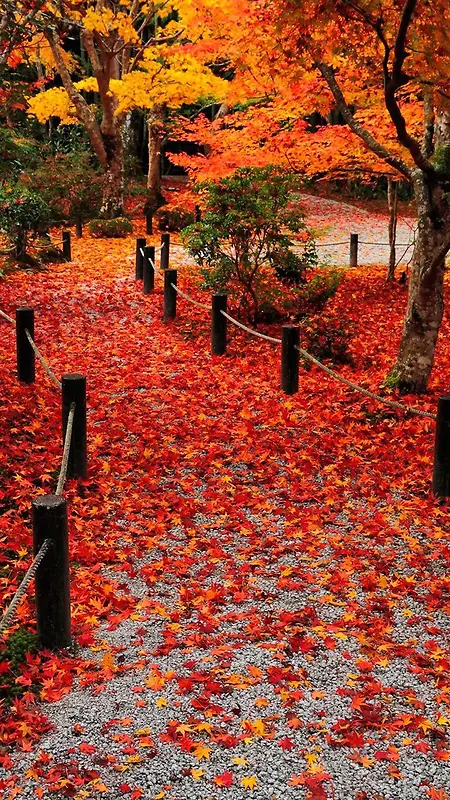 秋天乡间红色落叶H5背景