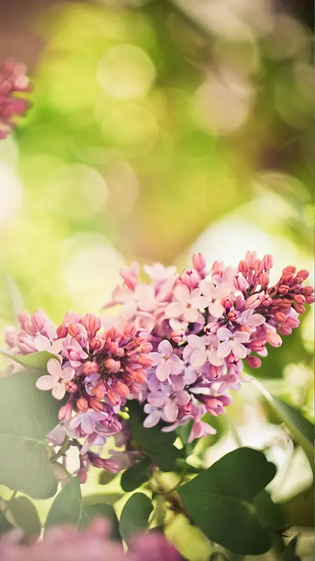 紫色丁香花背景