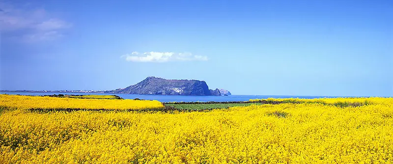 唯美油菜花田背景