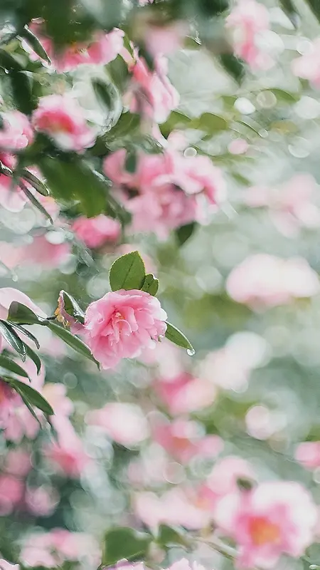 唯美花朵背景