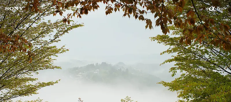 秋季淡色文艺远山树叶背景