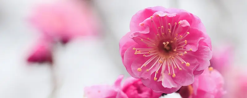 粉红桃花背景
