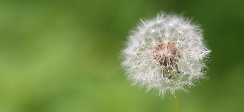 大气绿光蒲公英背景