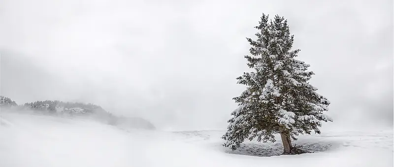 风景雪山松树背景