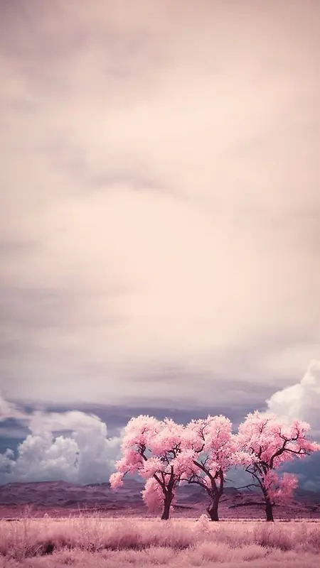 樱花树摄影图