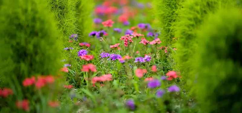 彩色小花淘宝海报背景banner