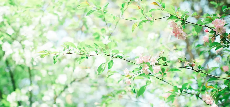 日系文艺清新桃花春色背景