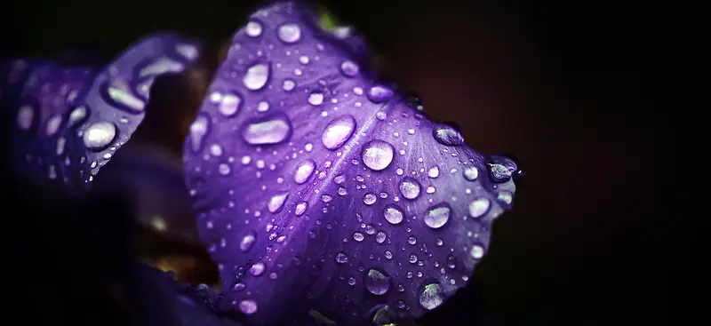 摄影紫色树叶水珠背景
