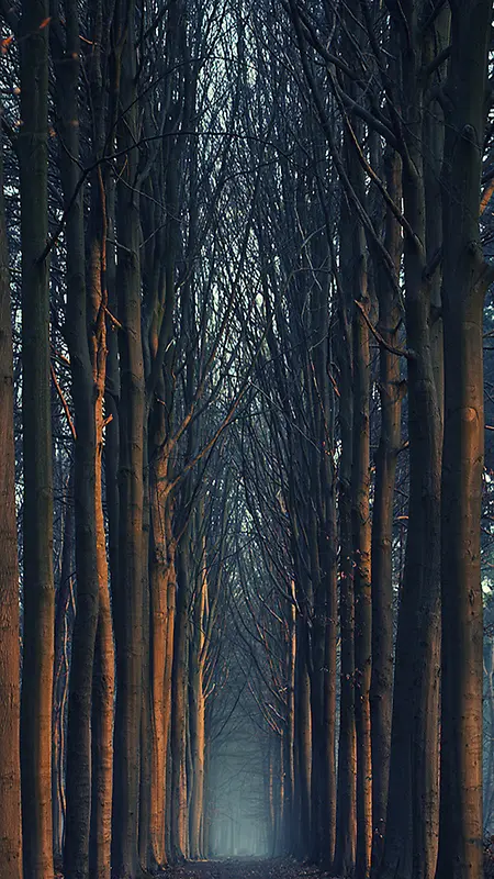 雾气笼罩阴森的树林H5背景素材