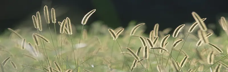 阳光微风狗尾巴草绿色