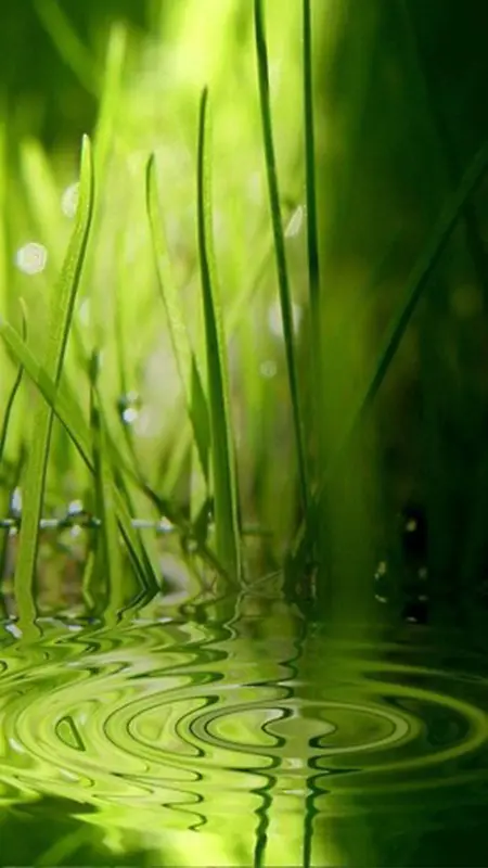 绿色水草背景图