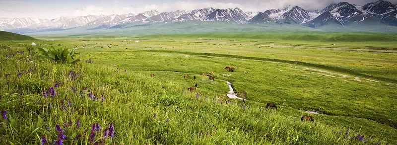 绿色草地背景