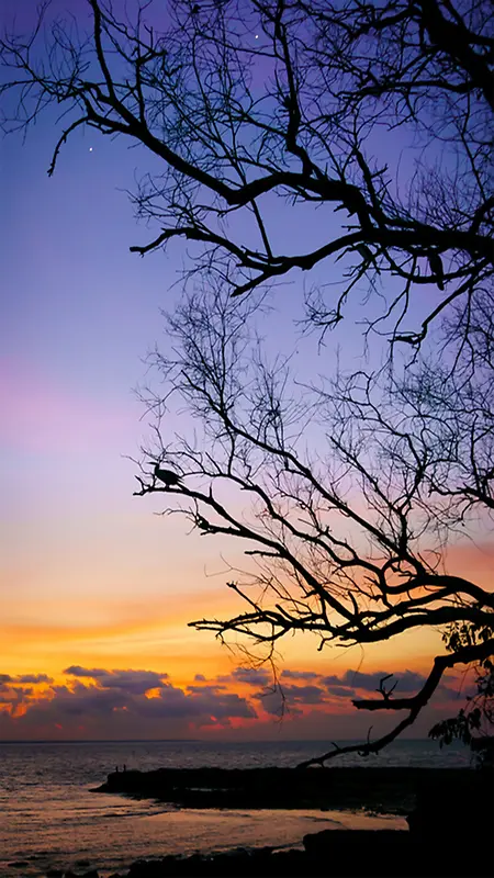 夕阳下的残枝背景图