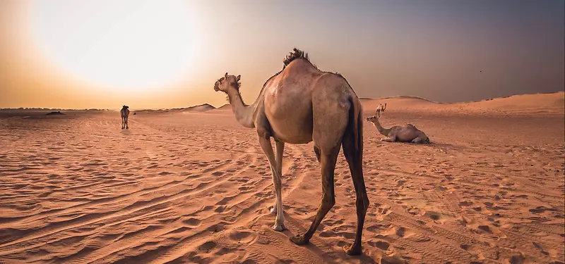 沙漠骆驼背景