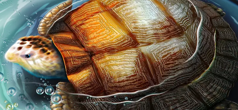 彩绘海龟背景图
