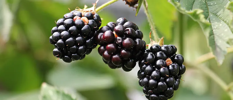 健康黑莓