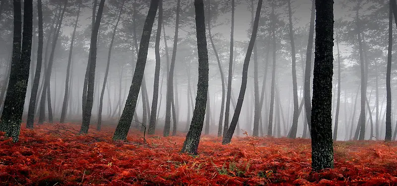 秋季树林背景