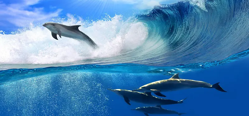 海豚蓝色海洋banner