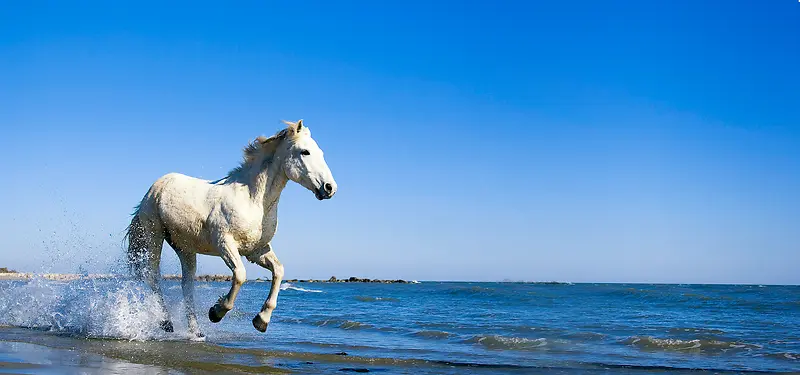 海边飞奔的白马