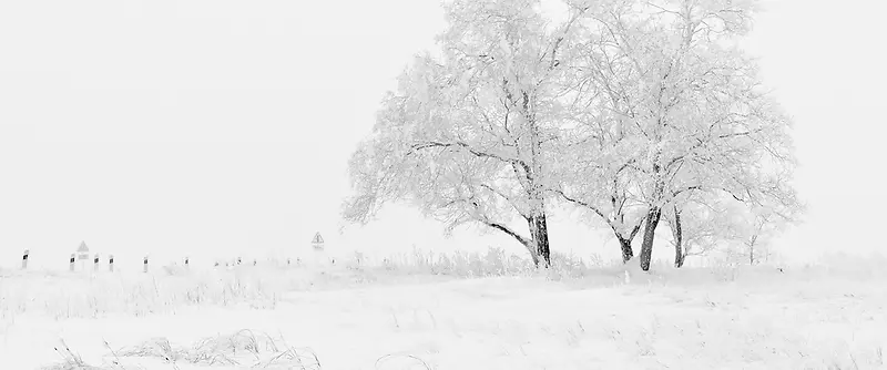 银装素裹雪地里的树木图片