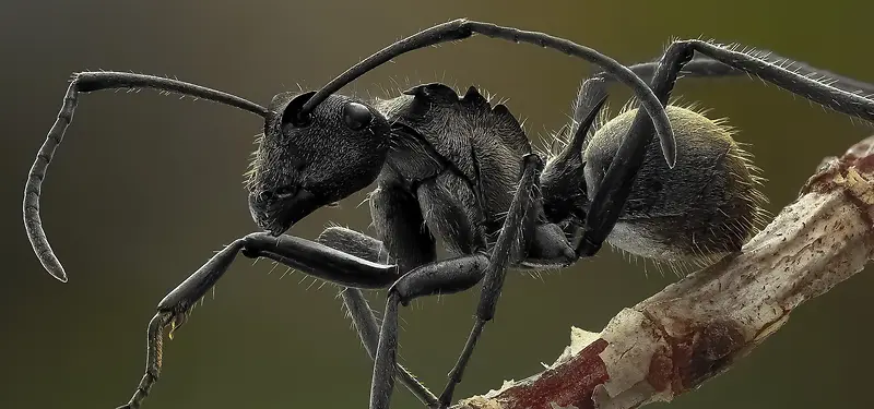 科技商务蚂蚁图片