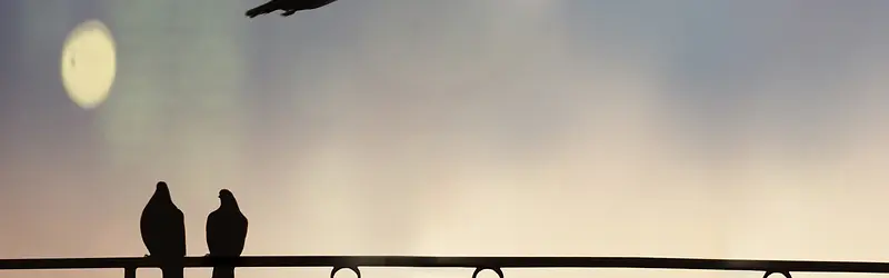 鸟模糊背景