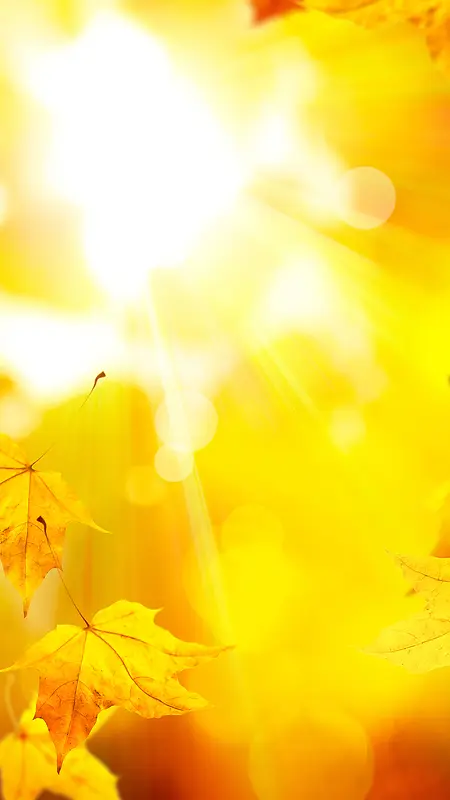 阳光下黄色枫叶秋天H5背景素材