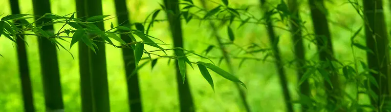 绿色清新竹子背景