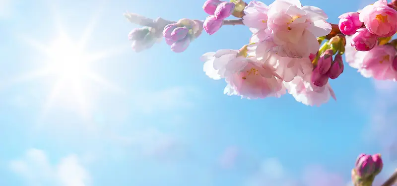 粉色樱花摄影背景