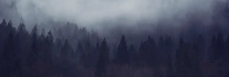 森林雾气背景