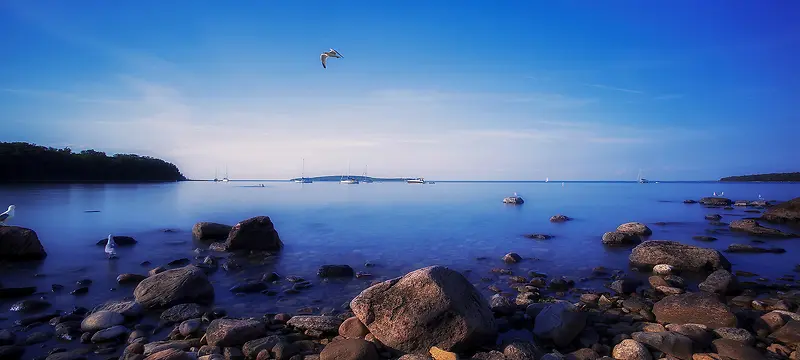 大海海鸥海报素材