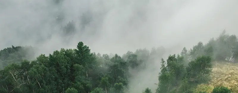 雾气森林banner