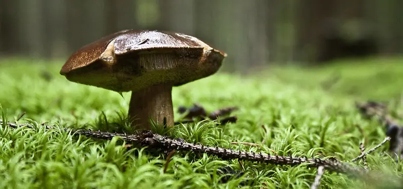 蘑菇背景图